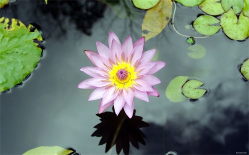 画彩虹蛋糕怎么画呢,我要画超级大彩虹蛋糕
